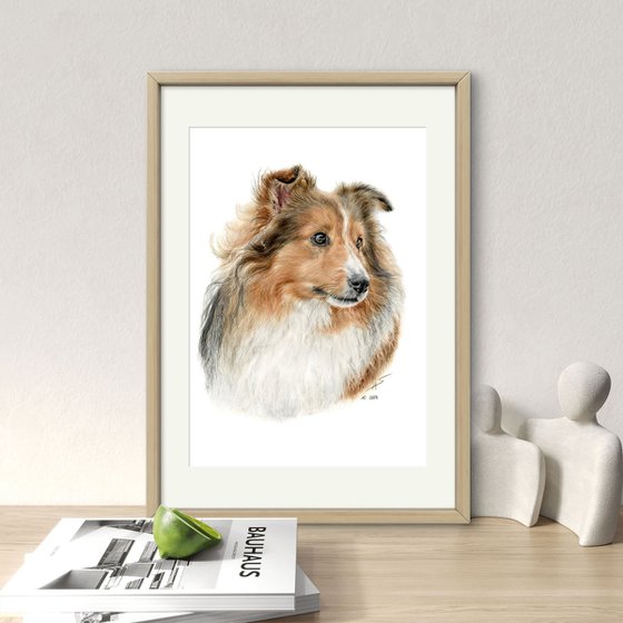 Sheltie