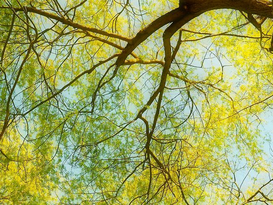 Willow Tree Canopy