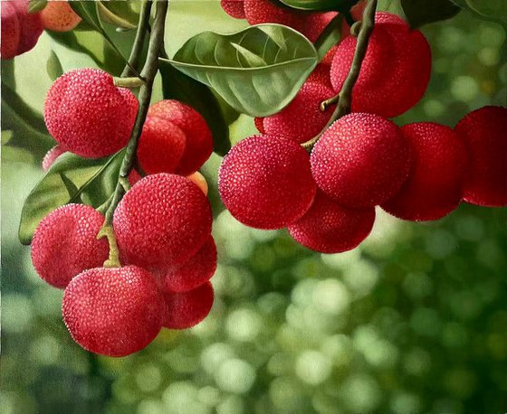 Still life:red bayberry