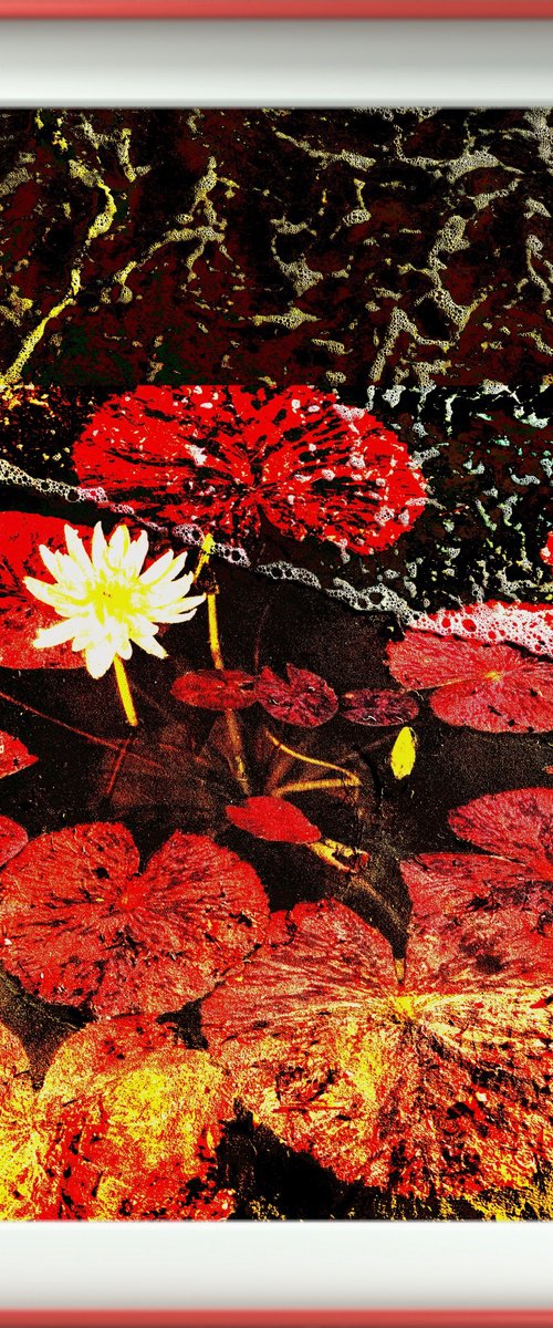 Colorful water lilies Flowers by Yuliia Sharapova