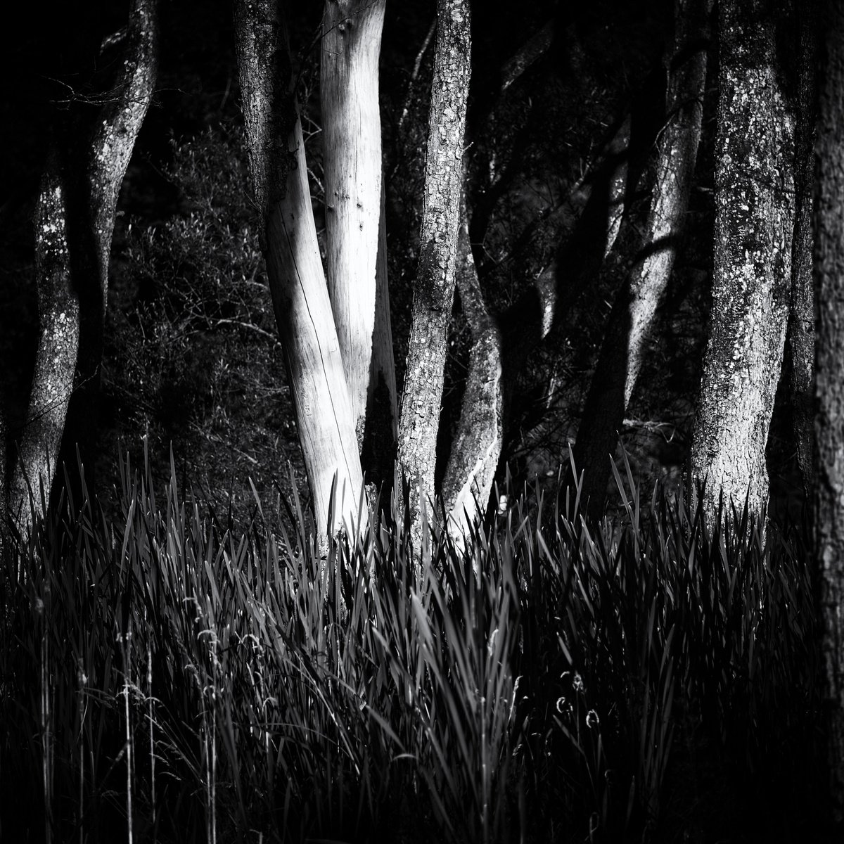 Photorealistic Botanical Photograph By Christian Schwarz, 17 X 17, Vegetal Resonance Ii, Original Artwork