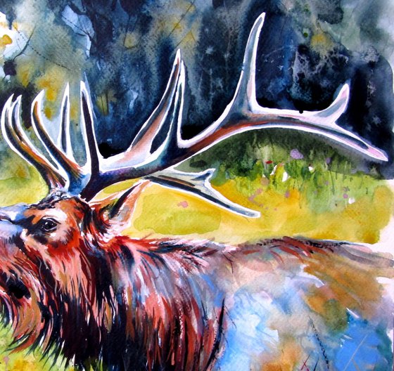 Stag roar IV