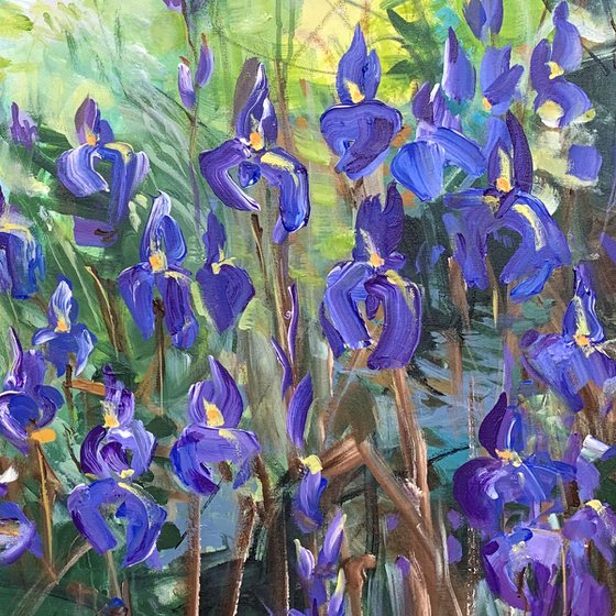 Blue irises