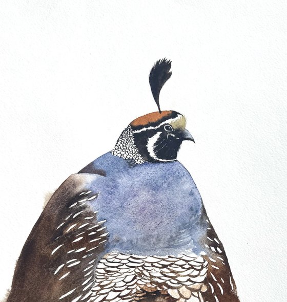 Portrait California quail Male