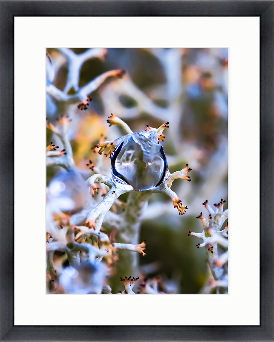 ALIEN - MACRO PHOTOGRAPHY OF DROP ON LICHENS. LIMITED EDITION GICLEE, FRAMED by Inna Etuvgi