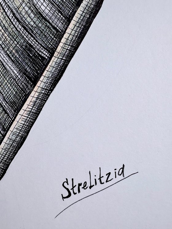 ORANGE STRELITZIA DRAWING