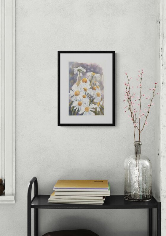 York Daisies