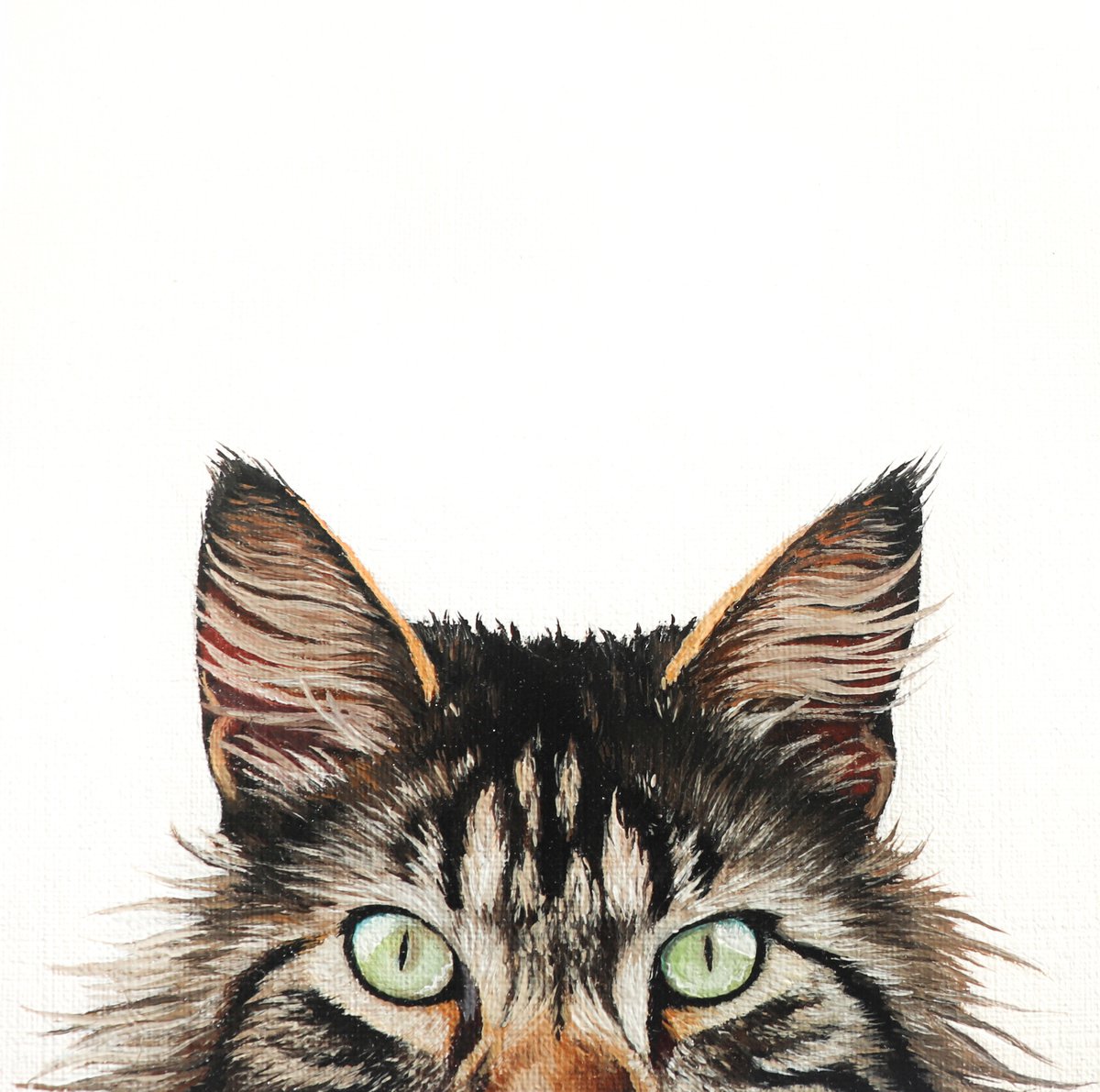 MAINE COON by Milie Lairie