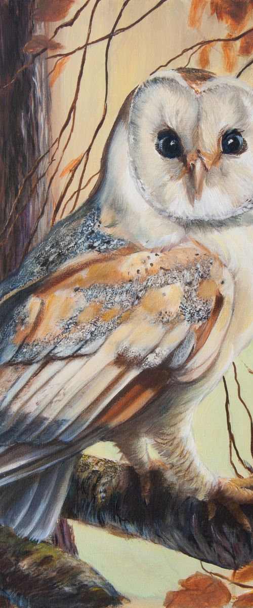 Barn Owl by Norma Beatriz Zaro