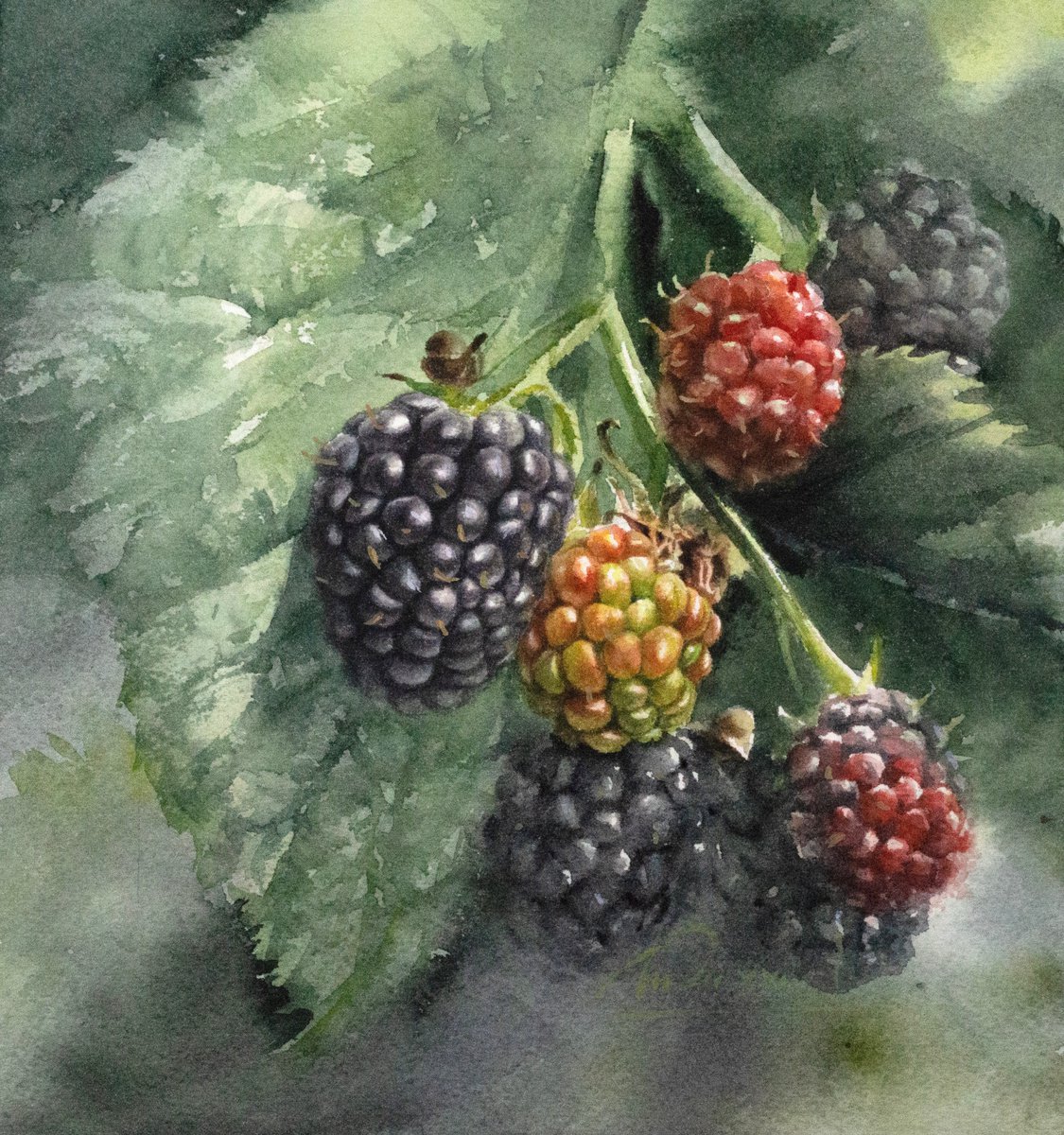 Blackberries warmed by the sun by Lidiya Doukhnevitch