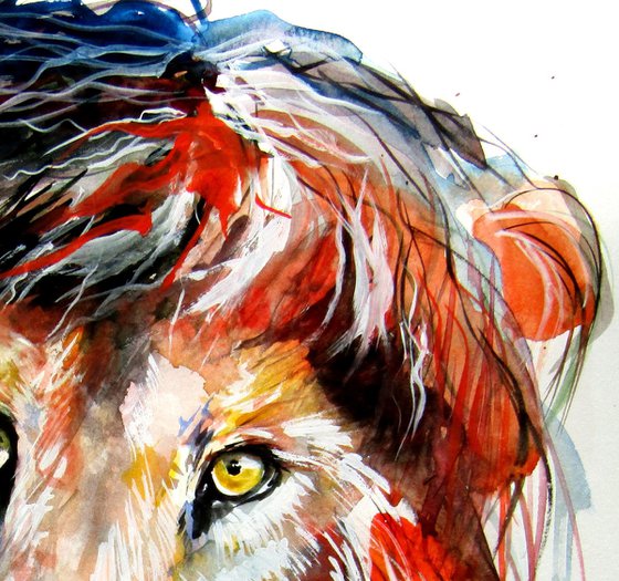 Lion portrait