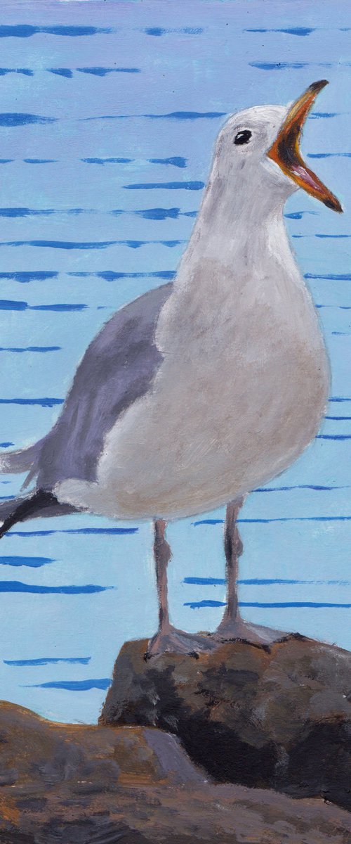Noisy gull, St Ives by Tim Treagust