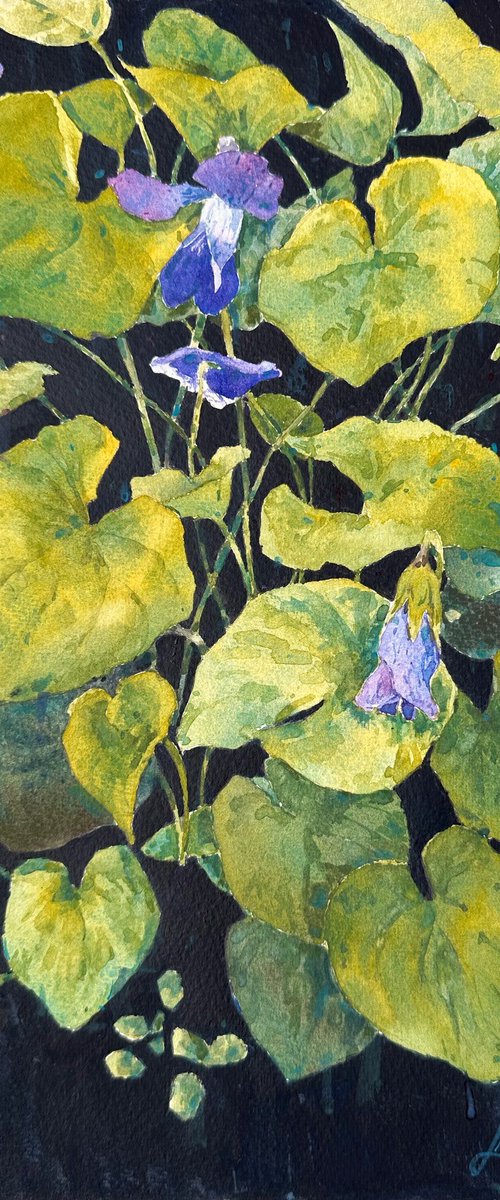Violets on black by Leyla Kamliya