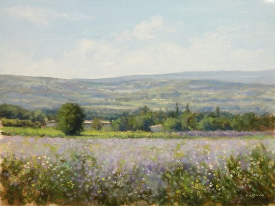 Field of Lavender Vaucluse