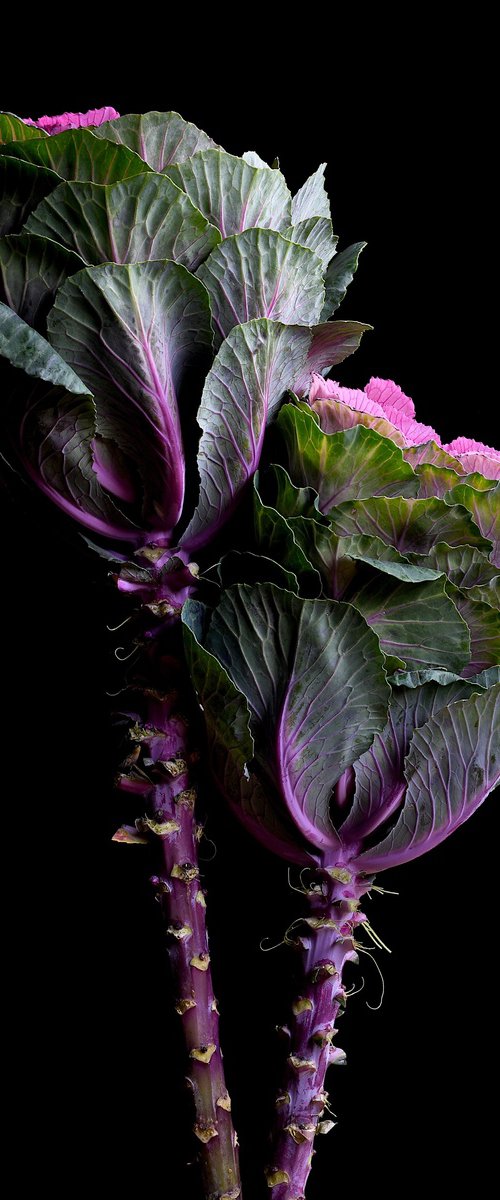 Flowering Kale by Nadia Culph