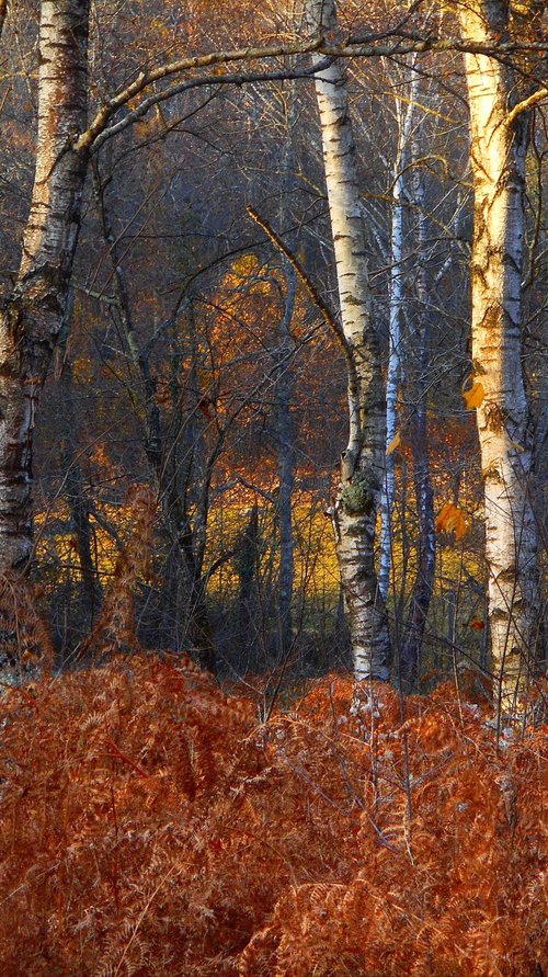 Au fin fond d'un terrain de golf.............. by Philippe berthier