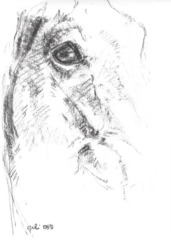 Equine Nude 289