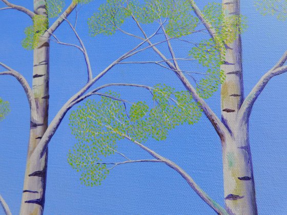 Silver Birch Trees in Spring