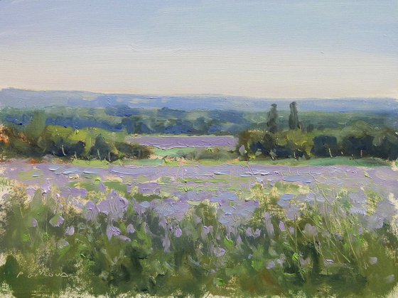 Lavender Field near Sisteron