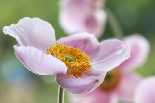 Pink anemone by Sonja  Čvorović