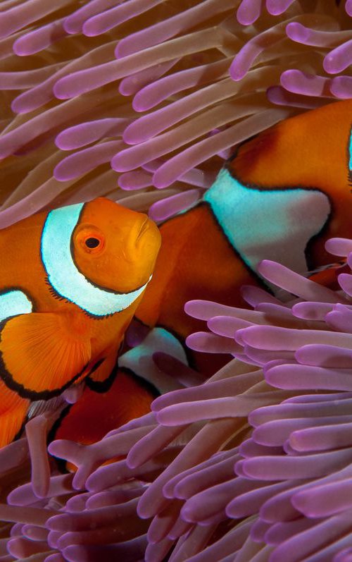 Finding Nemo - Metal Print - Ready To Hang - Underwater Macro - Australia by Ilya Gusinski