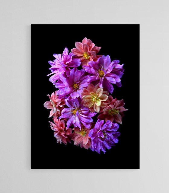 Pink and Peach Dahlias