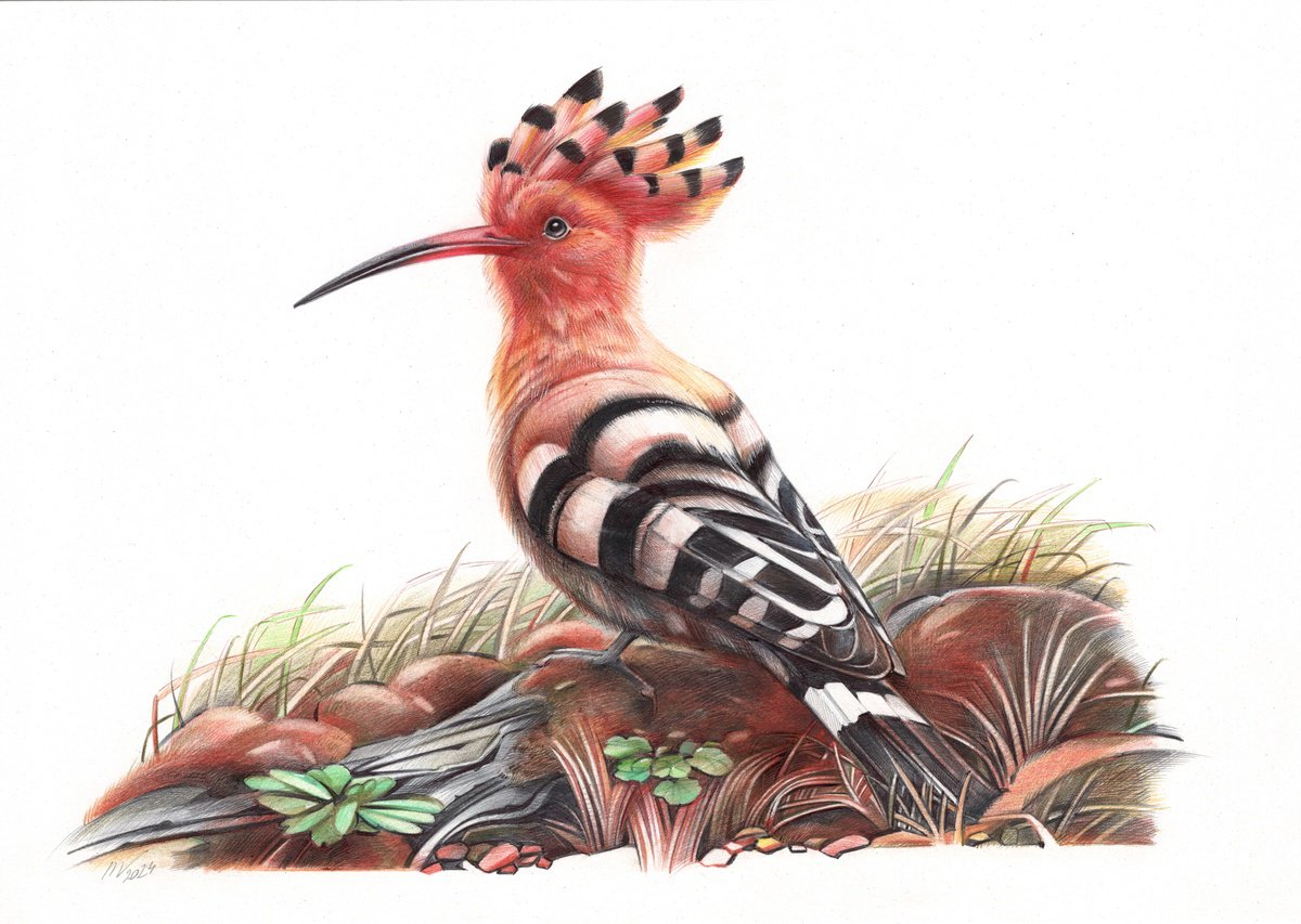 Eurasian Hoopoe by Daria Maier