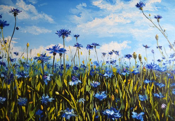 Cornflower Field