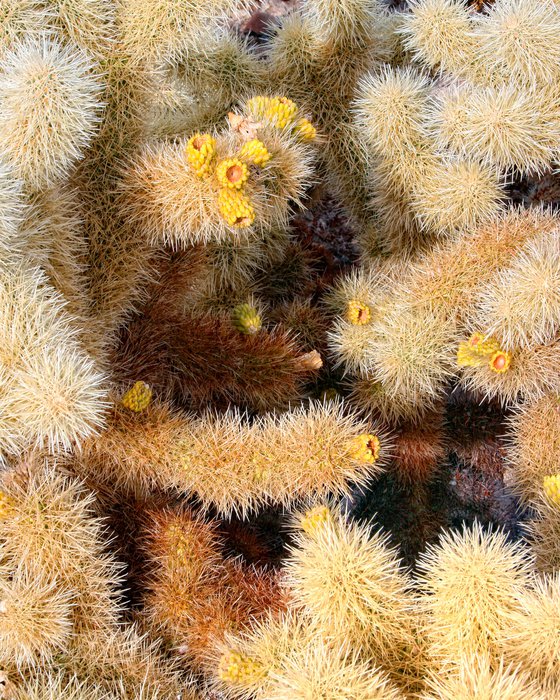 CHOLLA HEAT Joshua Tree CA