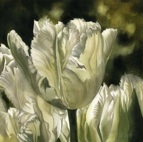 white parrot tulips in spring by Alfred  Ng