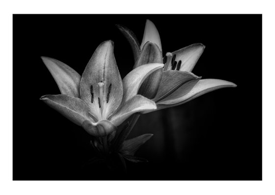 Lily Blooms Number 2 - 15x10 inch Fine Art Photography Limited Edition #1/25
