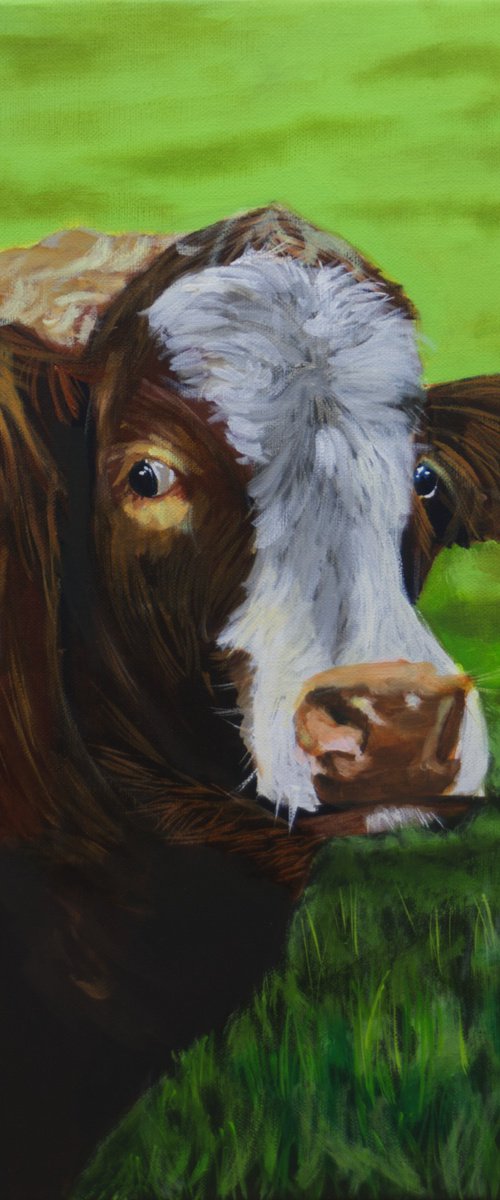 Cow face by Gordon Bruce