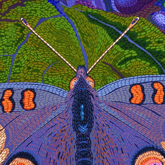 Buckeye Butterfly