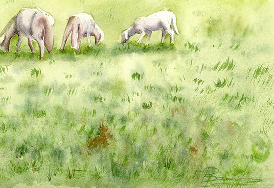 Sheeps in a field
