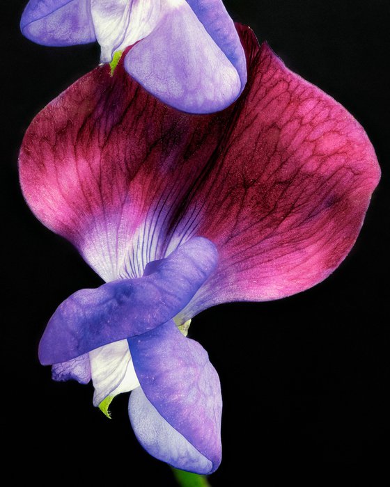 SWEET PEAS - studio edition