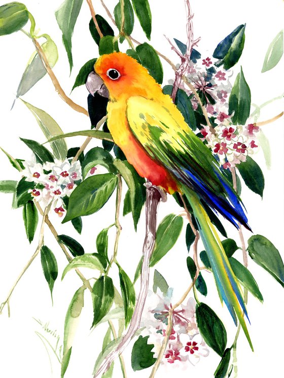 Sun Conure Parrot on the Hoya