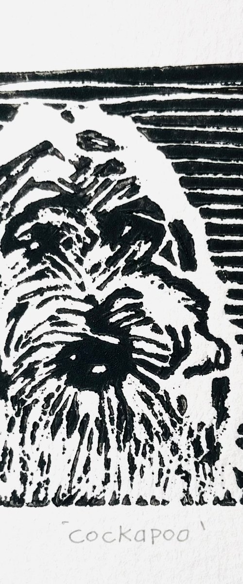 Cockapoo. by Stephen Brook