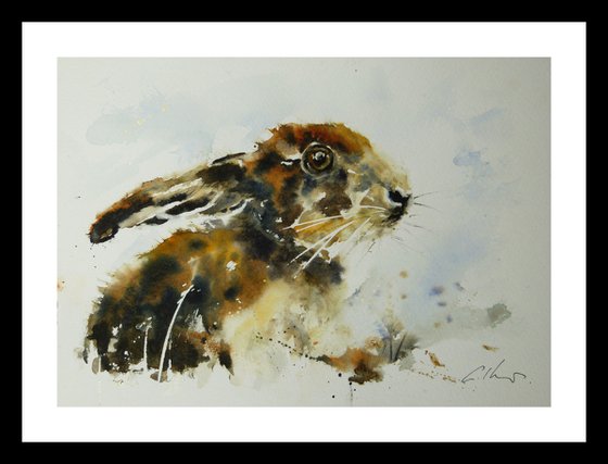 Young Hare.
