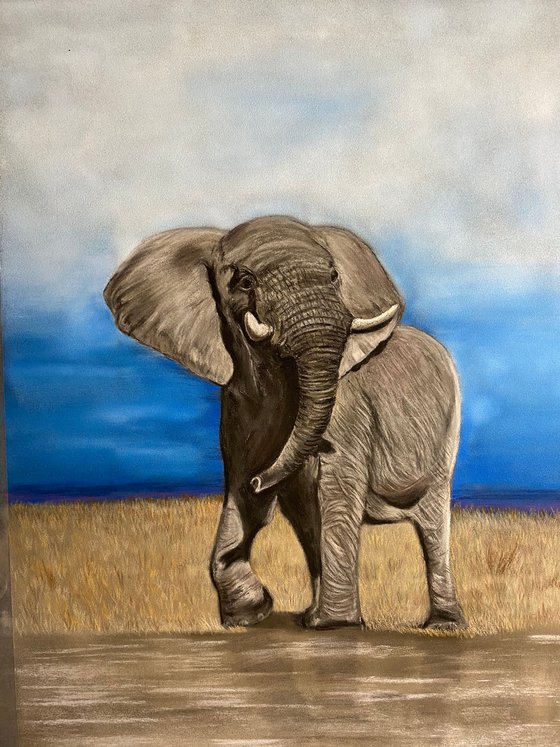 African elephant