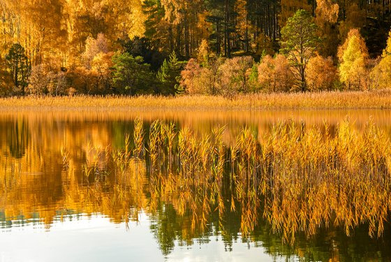 Autumn Trees - Loch Vaa Scotland