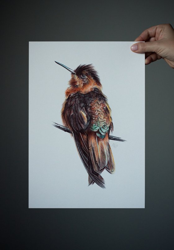 Shining Sunbeam - Hummingbird Portrait