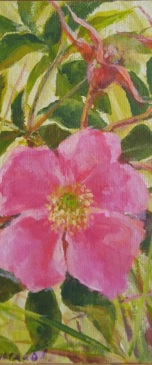 Wild rose (5x7x0.1'') (framed 8.7x7x0.5") by Alexander Koltakov