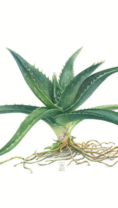 Aloe by Yuliia Moiseieva