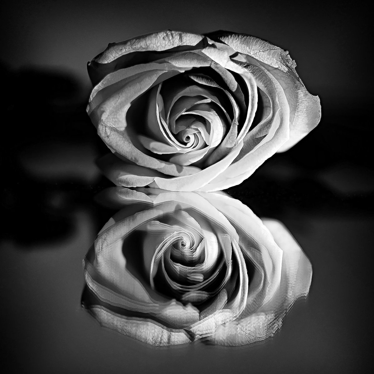 Photorealistic Botanical Photograph By Emily Kent, 20 X 20, Reflecting, Original Artwork