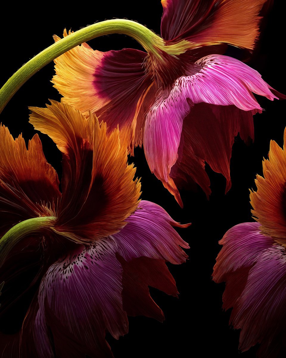 Photorealistic Botanical Photograph By Michael Filonow, 34 X 42", Velvet Embers, Original Artwork