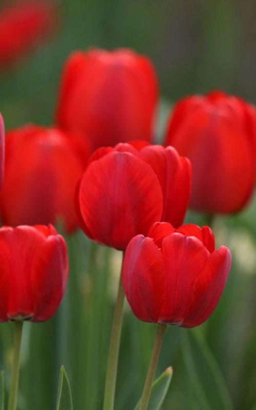 Red tulips by Sonja  Čvorović