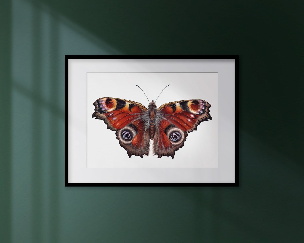 Aglais io, The Peacock butterfly by Katya Shiova