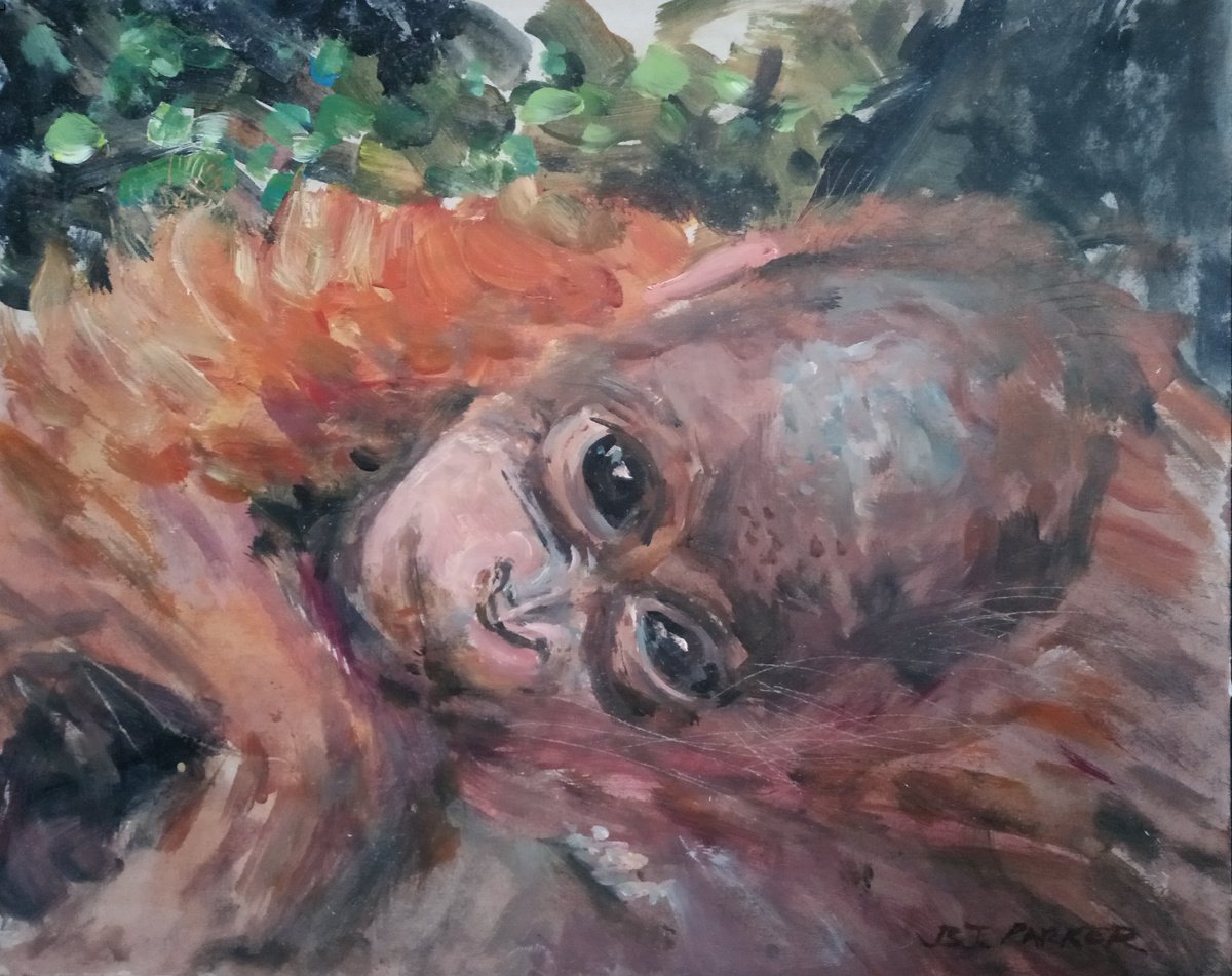 Baby Orangutan 02 by Brett Parker