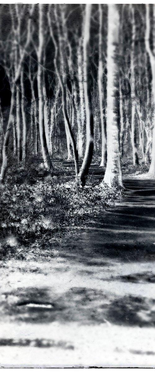 A Walk Through the Woods, 16th June 2020 (Limited Edition) by Anna Bush