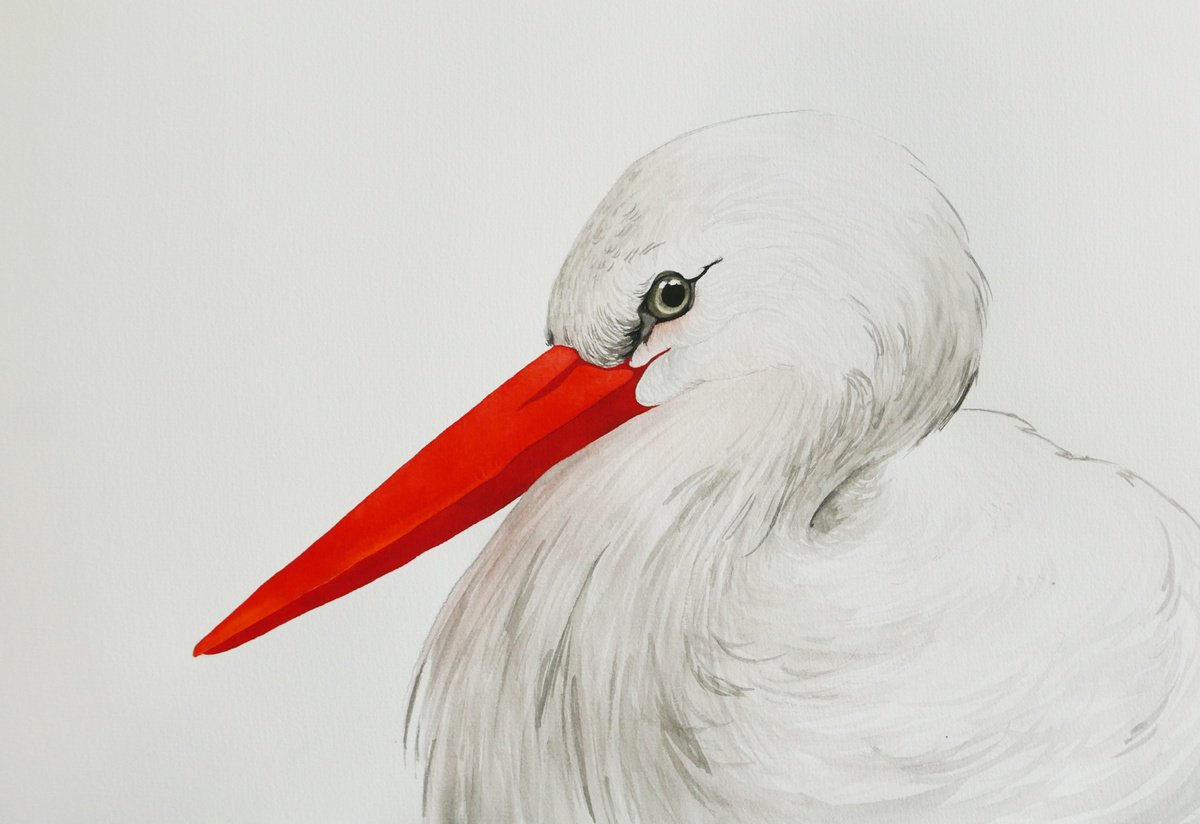 White stork portrait by Karina Danylchuk